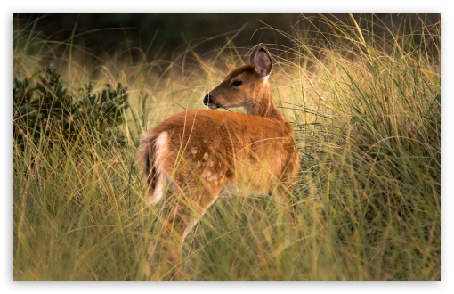 Deer in the Brush UltraHD Wallpaper for UHD 16:9 ; HD 16:9 ; UltraWide 21:9 24:10 ; Widescreen 16:10 5:3 ; Fullscreen 4:3 5:4 3:2 ; Tablet 1:1 ; Mobile 2:3 3:5 3:4 ;