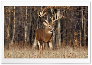 Deer In The Forest Ultra HD Wallpaper for 4K UHD Widescreen desktop, tablet & smartphone