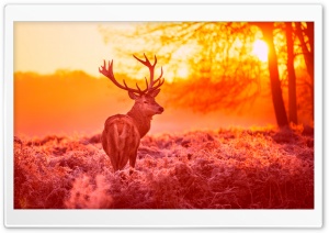 Deer Under The Sunset Warm Forest Grass Ultra HD Wallpaper for 4K UHD Widescreen desktop, tablet & smartphone