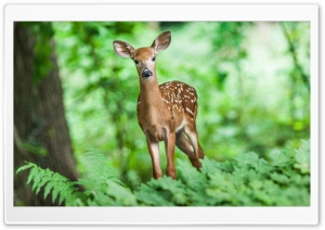 Deer, Woods Ultra HD Wallpaper for 4K UHD Widescreen desktop, tablet & smartphone