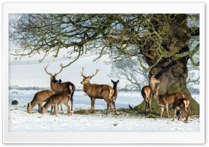 Deers Animals, Under the Tree, Winter Ultra HD Wallpaper for 4K UHD Widescreen desktop, tablet & smartphone