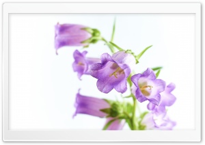 Delicate Bellflowers 4K UHD Wallpaper for Widescreen and UltraWide Desktop, UltraHD TV, Smartphone, Tablet