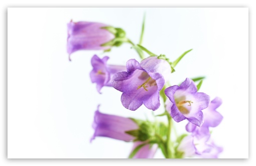 Delicate Bellflowers 4K UHD Wallpaper for Widescreen and UltraWide Desktop, UltraHD TV, Smartphone, Tablet Delicate Bellflowers UltraHD Wallpaper for UHD 16:9 ; HD 16:9 ; UltraWide 21:9 24:10 32:9 32:10 ; Widescreen 16:10 5:3 ; Fullscreen 4:3 5:4 3:2 ; Tablet 1:1 ; Mobile 9:16 9:19.5 9:20 9:21 9:22 10:16 2:3 3:5 3:4 ; Dual 16:10 5:3 16:9 4:3 5:4 3:2 ;