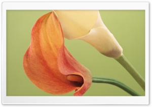 Delicate Calla Lilies Ultra HD Wallpaper for 4K UHD Widescreen desktop, tablet & smartphone