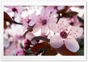 Delicate Cherry Blossom Ultra HD Wallpaper for 4K UHD Widescreen desktop, tablet & smartphone