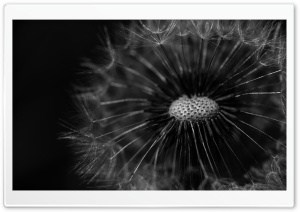 Delicate Dandelion Head, Black Background, Macro Ultra HD Wallpaper for 4K UHD Widescreen desktop, tablet & smartphone