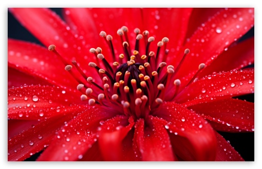 Delicate Drops on a Red Blossom 4K UHD Wallpaper for Widescreen and UltraWide Desktop, UltraHD TV, Smartphone, Tablet Delicate Drops on a Red Blossom UltraHD Wallpaper for UHD 16:9 ; HD 16:9 ; UltraWide 21:9 24:10 32:9 32:10 ; Widescreen 16:10 5:3 ; Fullscreen 4:3 5:4 3:2 ; Tablet 1:1 ; Mobile 9:16 9:19.5 9:20 9:21 9:22 10:16 2:3 3:5 3:4 ; Dual 16:10 5:3 16:9 4:3 5:4 3:2 ;