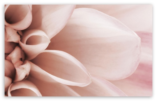 Delicate Petals UltraHD Wallpaper for HD 16:9 ; Widescreen 16:10 5:3 ; Fullscreen 3:2 ;