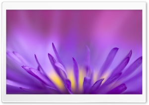 Delicate Purple Petals Ultra HD Wallpaper for 4K UHD Widescreen desktop, tablet & smartphone