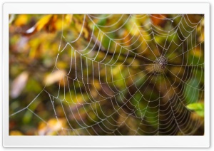 Delicate Spider Web Ultra HD Wallpaper for 4K UHD Widescreen desktop, tablet & smartphone