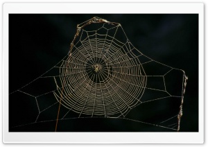Delicate Spider Web Sneznik Forest Slovenia Ultra HD Wallpaper for 4K UHD Widescreen desktop, tablet & smartphone