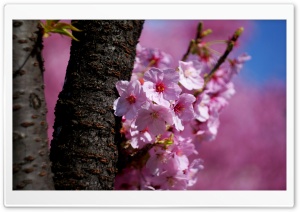 Delicate Tree Blossoms in Spring Atmosphere 4K UHD Wallpaper for Widescreen and UltraWide Desktop, UltraHD TV, Smartphone, Tablet