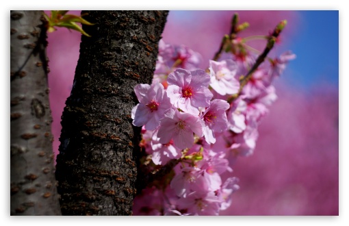 Delicate Tree Blossoms in Spring Atmosphere 4K UHD Wallpaper for Widescreen and UltraWide Desktop, UltraHD TV, Smartphone, Tablet Delicate Tree Blossoms in Spring Atmosphere UltraHD Wallpaper for UHD 16:9 ; HD 16:9 ; UltraWide 21:9 24:10 32:9 32:10 ; Widescreen 16:10 5:3 ; Fullscreen 4:3 5:4 3:2 ; Tablet 1:1 ; Mobile 9:16 9:19.5 9:20 10:16 2:3 3:5 3:4 ; Dual 16:10 5:3 16:9 4:3 5:4 3:2 ;