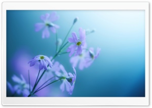 Delicate Violet Flowers Ultra HD Wallpaper for 4K UHD Widescreen desktop, tablet & smartphone