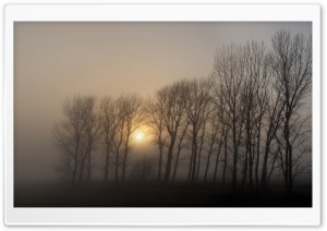 Dense Fog, Morning Ultra HD Wallpaper for 4K UHD Widescreen desktop, tablet & smartphone