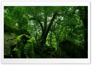 Dense Forest Ultra HD Wallpaper for 4K UHD Widescreen desktop, tablet & smartphone
