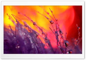 Depth Of Field Ultra HD Wallpaper for 4K UHD Widescreen desktop, tablet & smartphone