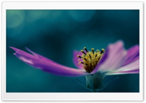Depth of Field Cosmos Flower Macro Photography Ultra HD Wallpaper for 4K UHD Widescreen desktop, tablet & smartphone