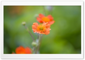 Depth Of Field Photography Orange Flower Ultra HD Wallpaper for 4K UHD Widescreen desktop, tablet & smartphone