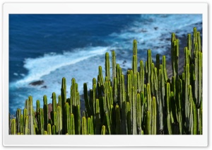 Desert Cactus Ultra HD Wallpaper for 4K UHD Widescreen desktop, tablet & smartphone