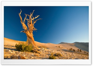 Desert Dead Tree Ultra HD Wallpaper for 4K UHD Widescreen desktop, tablet & smartphone