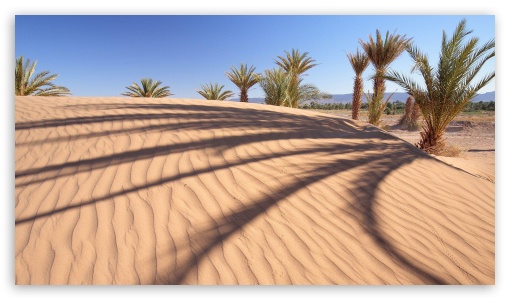 Desert Palm Trees UltraHD Wallpaper for HD 16:9 ;