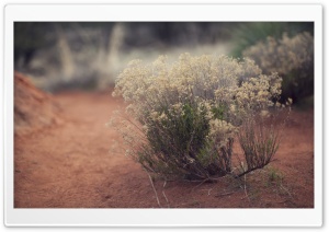 Desert Plants Ultra HD Wallpaper for 4K UHD Widescreen desktop, tablet & smartphone