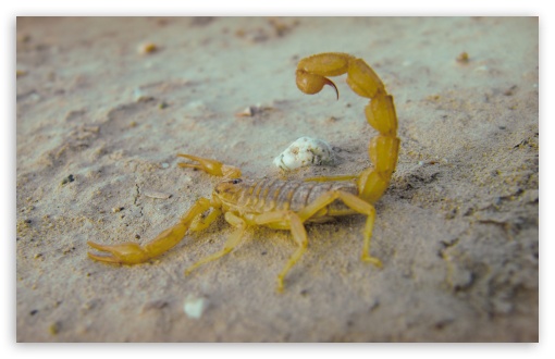 desert scorpion t2