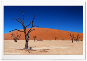 Desert Trees Ultra HD Wallpaper for 4K UHD Widescreen desktop, tablet & smartphone