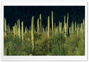Desert Vegetation 10 Ultra HD Wallpaper for 4K UHD Widescreen desktop, tablet & smartphone