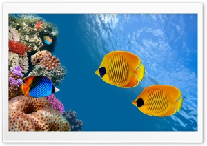 Desktop Aquarium Ultra HD Wallpaper for 4K UHD Widescreen desktop, tablet & smartphone