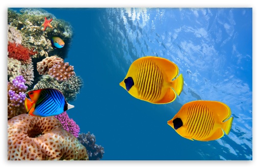 Desktop Aquarium Ultra HD Desktop Background Wallpaper for 4K UHD