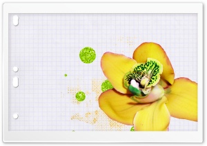 Desktop Orchid Ultra HD Wallpaper for 4K UHD Widescreen desktop, tablet & smartphone
