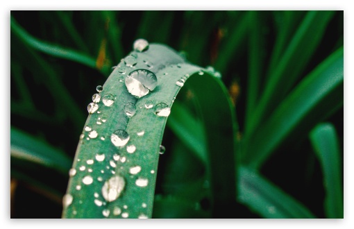 Dew UltraHD Wallpaper for HD 16:9 ; Widescreen 16:10 5:3 ; Fullscreen 4:3 5:4 3:2 ;