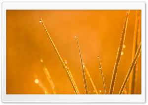 Dew at Sunrise Ultra HD Wallpaper for 4K UHD Widescreen desktop, tablet & smartphone