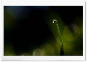 Dew Drop Ultra HD Wallpaper for 4K UHD Widescreen desktop, tablet & smartphone