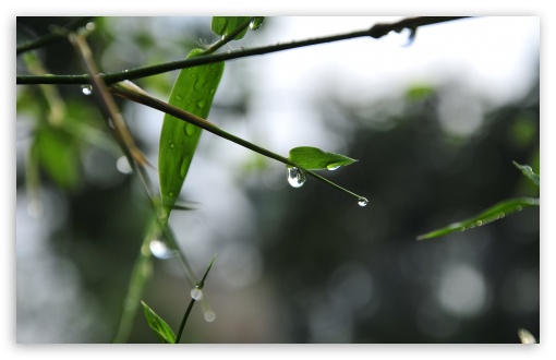 Dew Drop UltraHD Wallpaper for UHD 16:9 ; HD 16:9 ; Widescreen 16:10 5:3 ; Fullscreen 4:3 5:4 3:2 ; Tablet 1:1 ; Mobile 3:5 3:4 ;