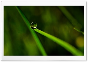 Dew Drop Macro Ultra HD Wallpaper for 4K UHD Widescreen desktop, tablet & smartphone