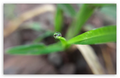 dew drop on leaf UltraHD Wallpaper for HD 16:9 ; UltraWide 21:9 24:10 ; Widescreen 16:10 5:3 ;