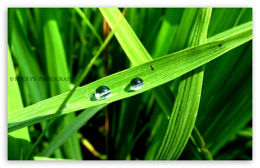 dew drops UltraHD Wallpaper for HD 16:9 ; Widescreen 16:10 5:3 ;