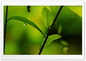 Dew Drops Ultra HD Wallpaper for 4K UHD Widescreen desktop, tablet & smartphone