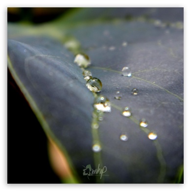 Dew Drops UltraHD Wallpaper for Tablet 1:1 ; Mobile 3:5 3:4 ;