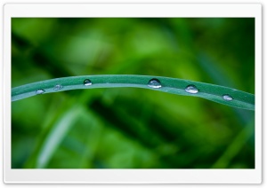 Dew Drops 2 Ultra HD Wallpaper for 4K UHD Widescreen desktop, tablet & smartphone