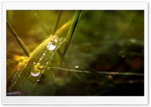 Dew Drops Bokeh Ultra HD Wallpaper for 4K UHD Widescreen desktop, tablet & smartphone