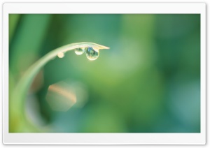 Dew Drops On Grass Ultra HD Wallpaper for 4K UHD Widescreen desktop, tablet & smartphone