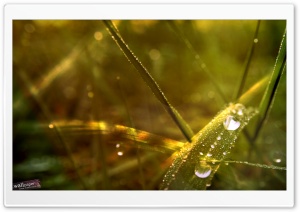 Dew Drops On Grass Ultra HD Wallpaper for 4K UHD Widescreen desktop, tablet & smartphone