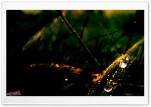 Dew Drops On Grass (Dark) Ultra HD Wallpaper for 4K UHD Widescreen desktop, tablet & smartphone