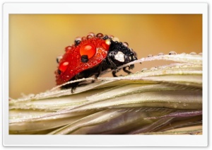 Dew Drops On Ladybug Ultra HD Wallpaper for 4K UHD Widescreen desktop, tablet & smartphone