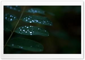 Dew On Dark Green Leaves Ultra HD Wallpaper for 4K UHD Widescreen desktop, tablet & smartphone