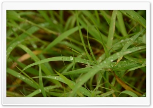 Dew On Grass Ultra HD Wallpaper for 4K UHD Widescreen desktop, tablet & smartphone